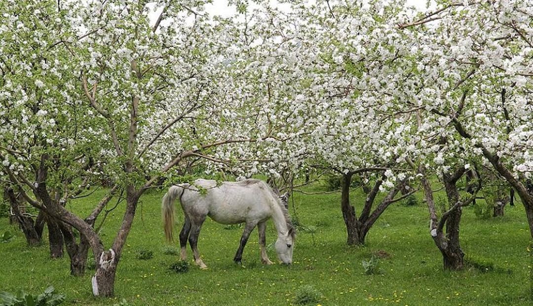 Locating European anthropology